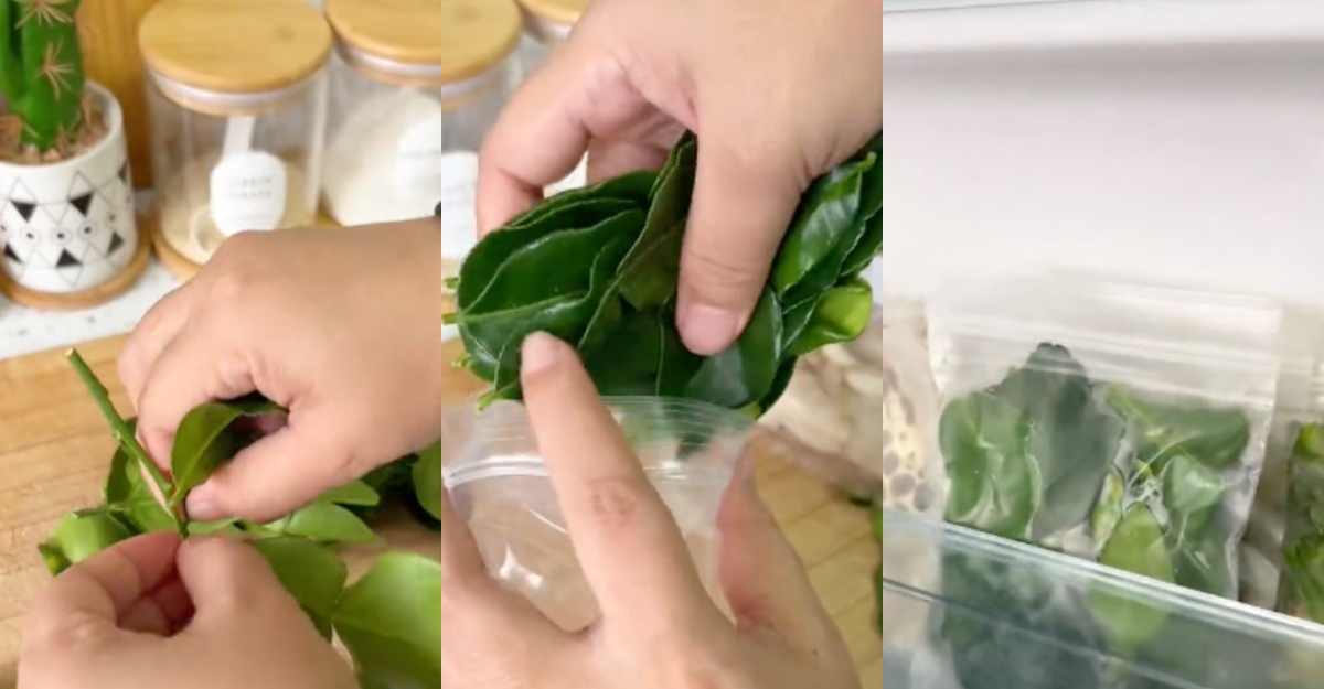 Cara Mudah Simpan Daun Limau Purut Agar Tahan Lama