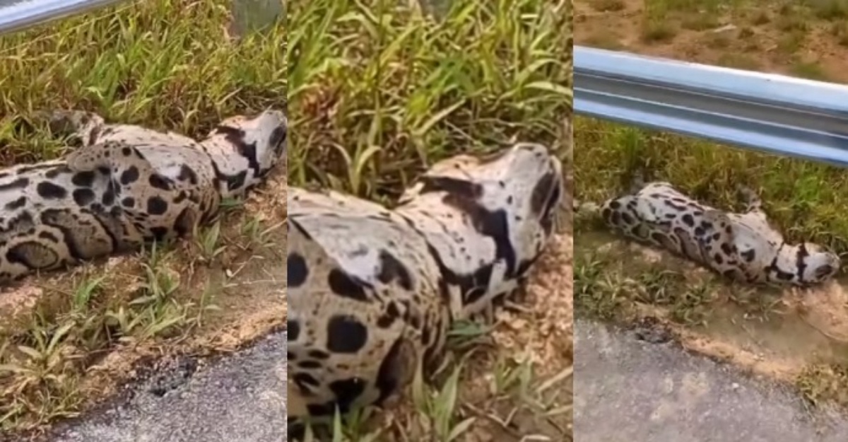 harimau dahan ditemui mati