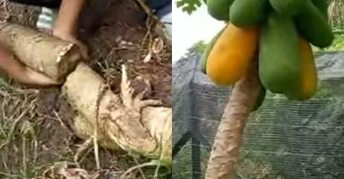 Pokok Betik tanam dekat rumah