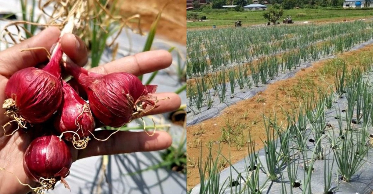 cara bawang mardi ditanam