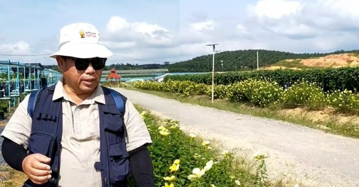 bunga turnera kebun