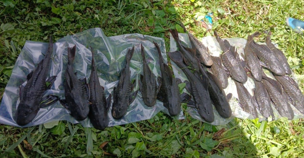 cara lupus ikan bandaraya
