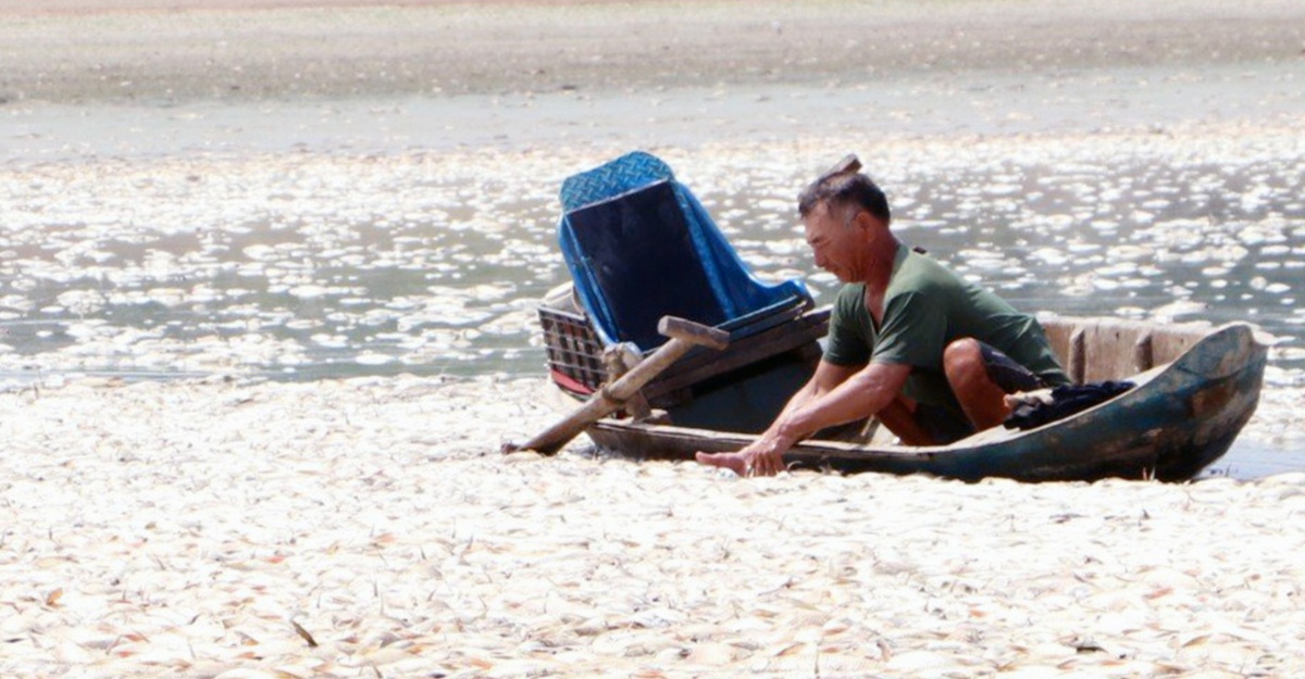 Ratusan Ribu Ikan Mati