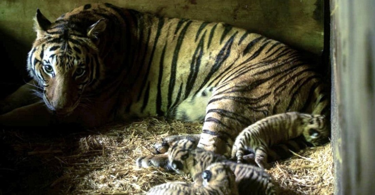 RIMAU Harimau Malaya