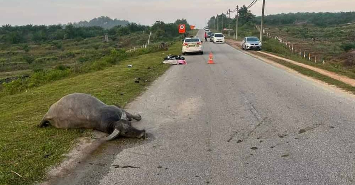 Motosikal Langgar Kerbau