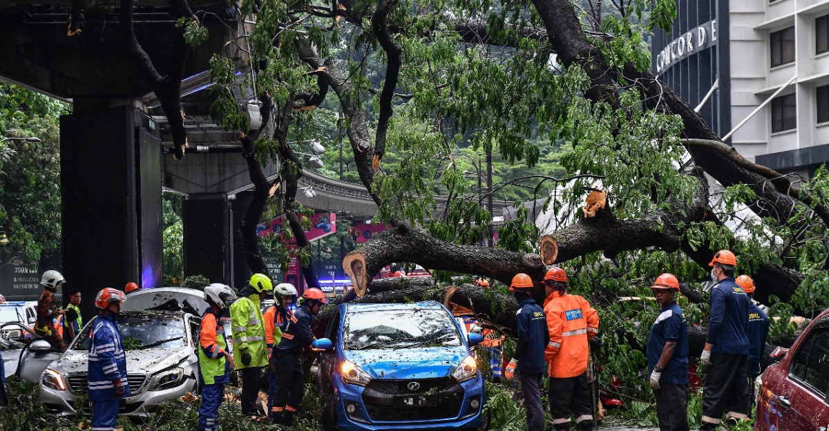 Mangsa Pokok Tumbang