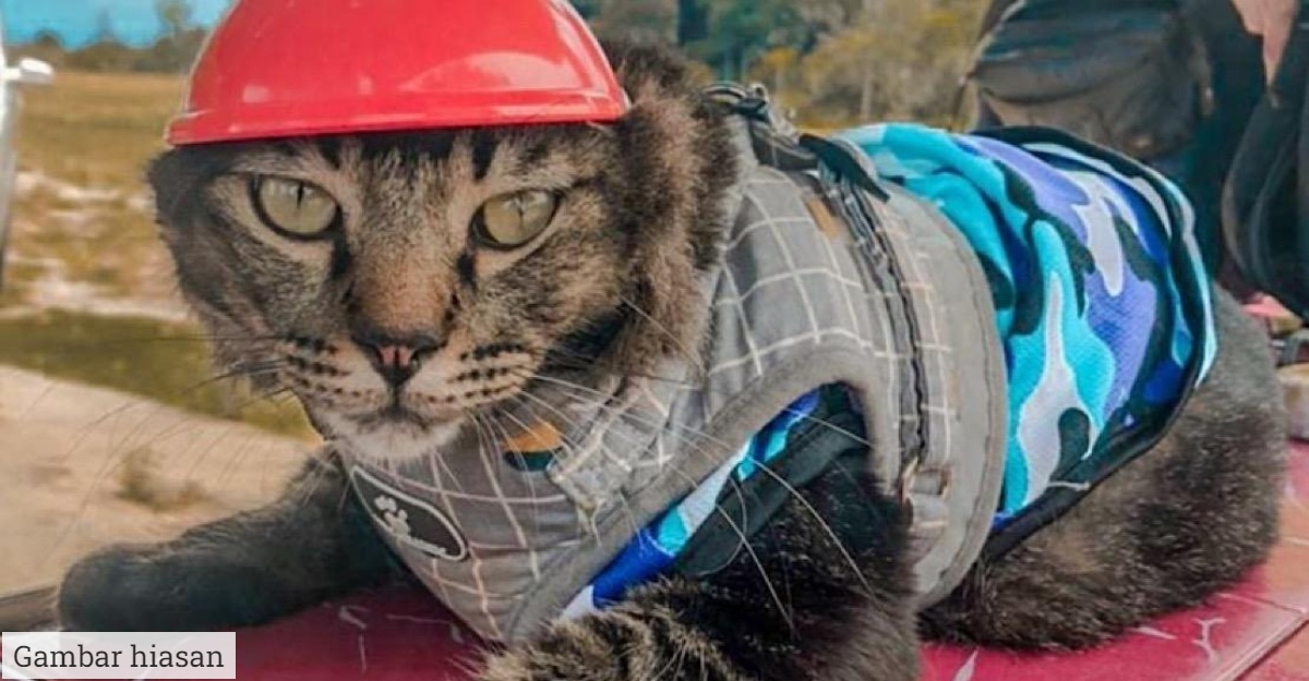 lesen kucing singapura
