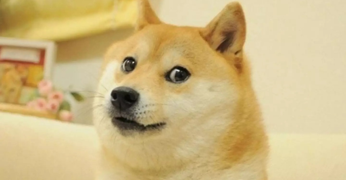 kobasu anjing dogecoin mati