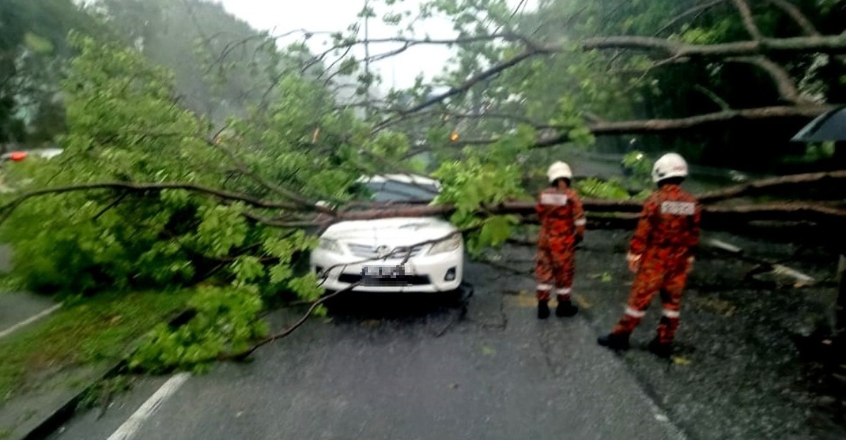 pokok tumbang hempap kereta