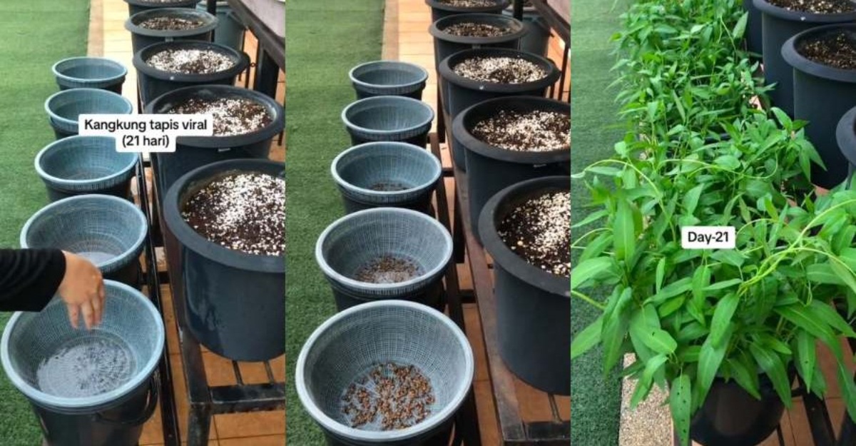 Tip Tanam Kangkung Tapis