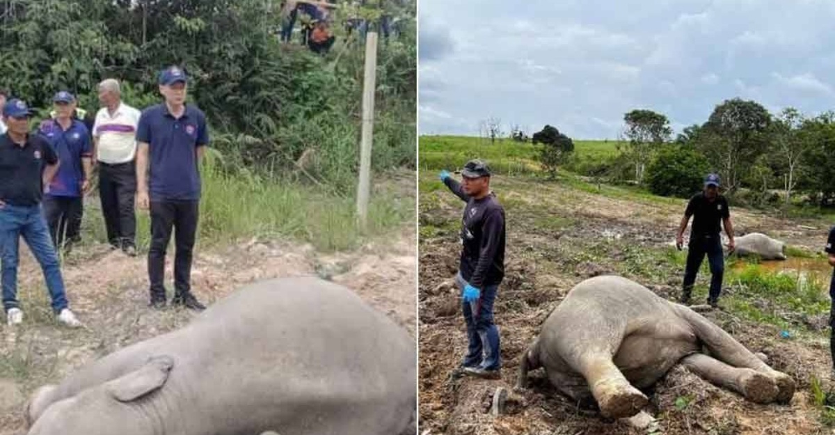 Empat gajah mati Kluang