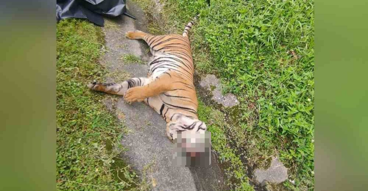 harimau belang mati dilanggar