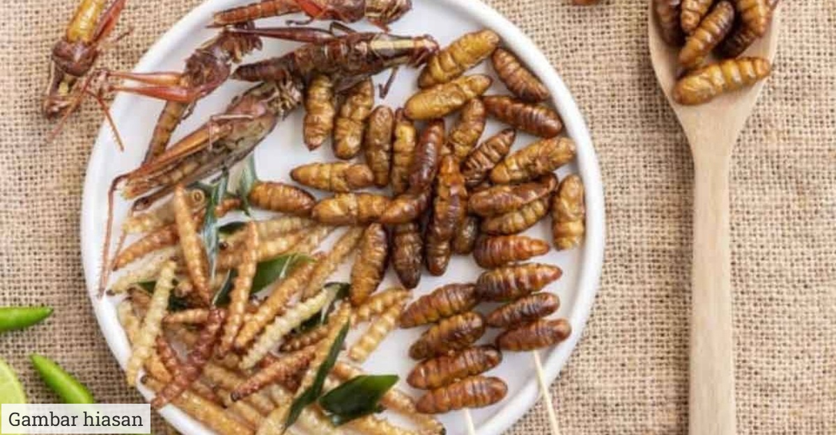 Singapura benarkan serangga makanan manusia