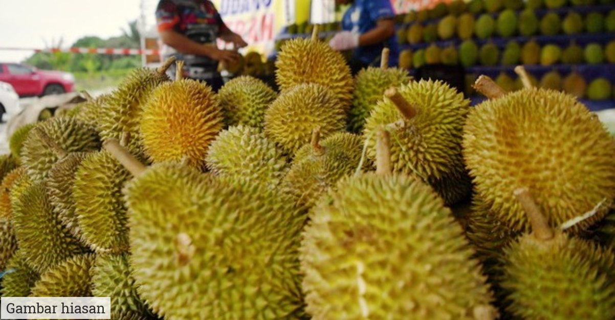 langkah rawat mabuk durian