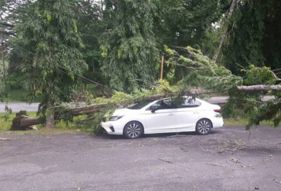 30 kes pokok tumbang