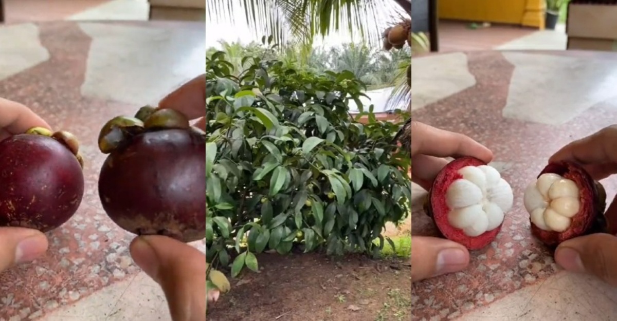 nampak sama buah Manggis bukan