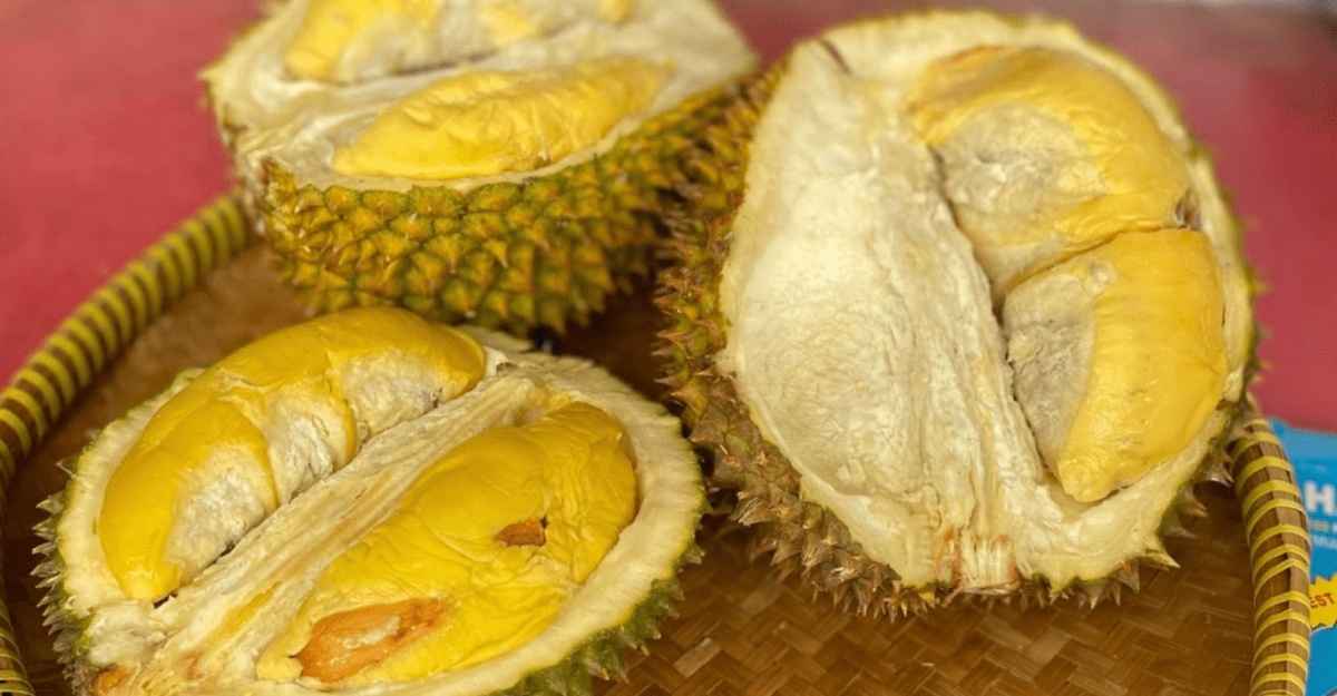 durian 88 malaysia
