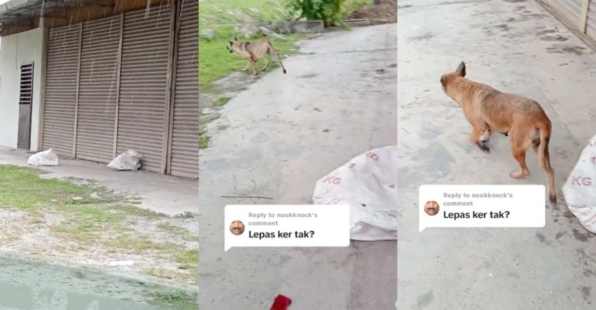 lelaki lepaskan anjing guni