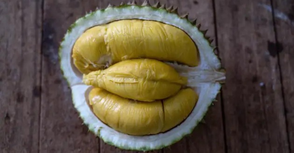 durian buah kebangsaan singapura