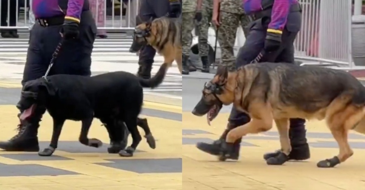 raptai sambutan merdeka k-9