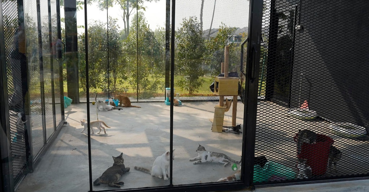 MBDK Taman kucing