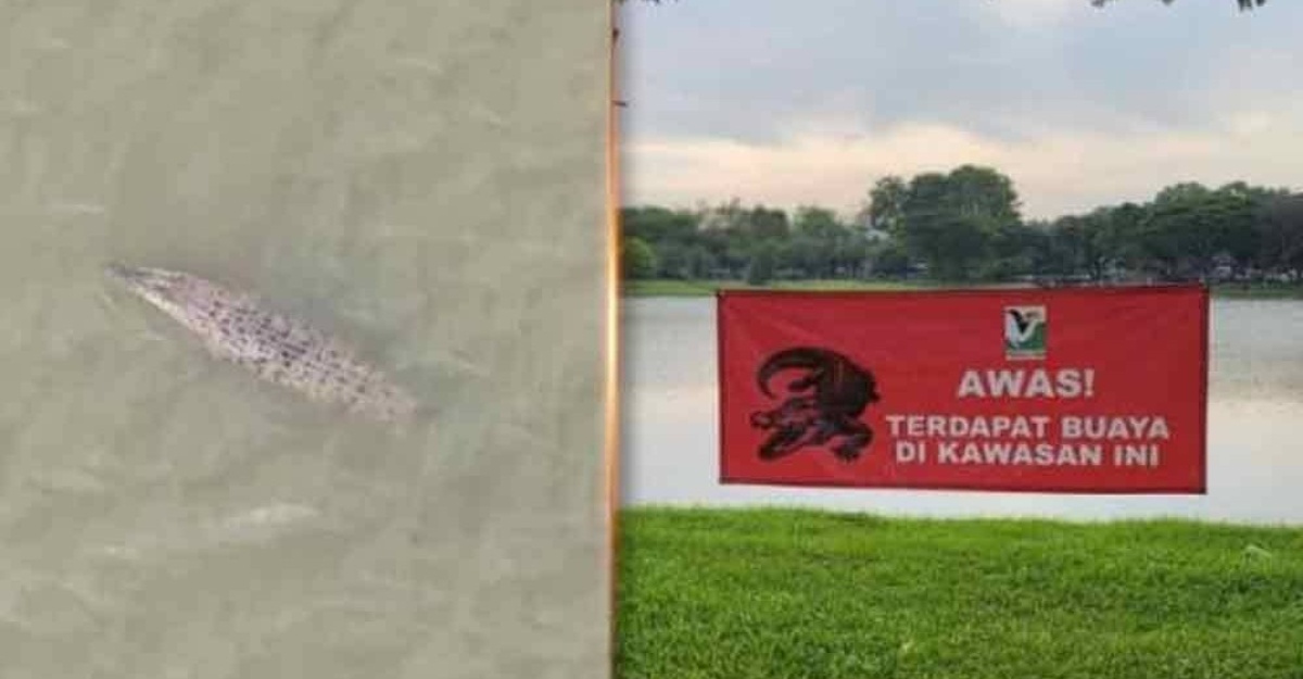 buaya perhilitan selangor