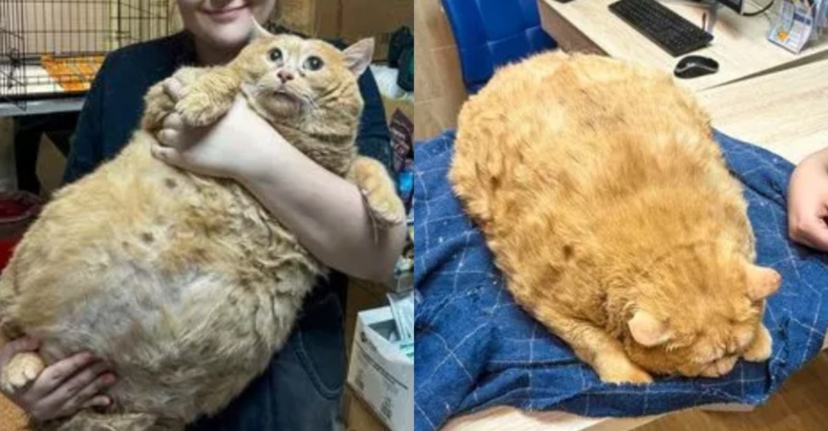 Oyen obes 17kg