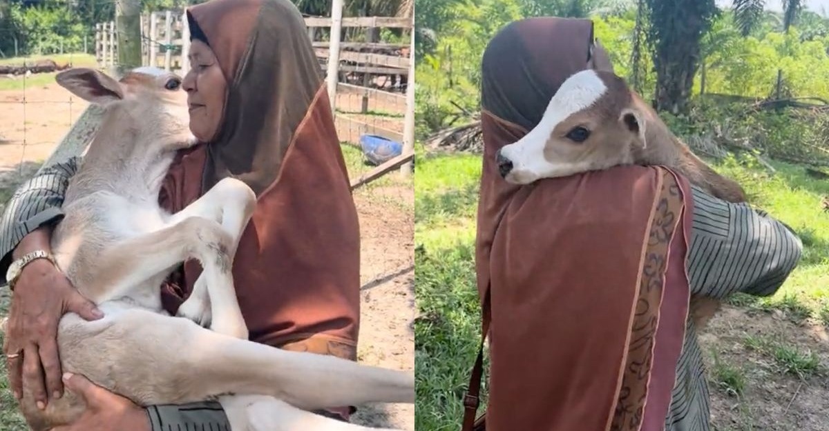 anak lembu didukung
