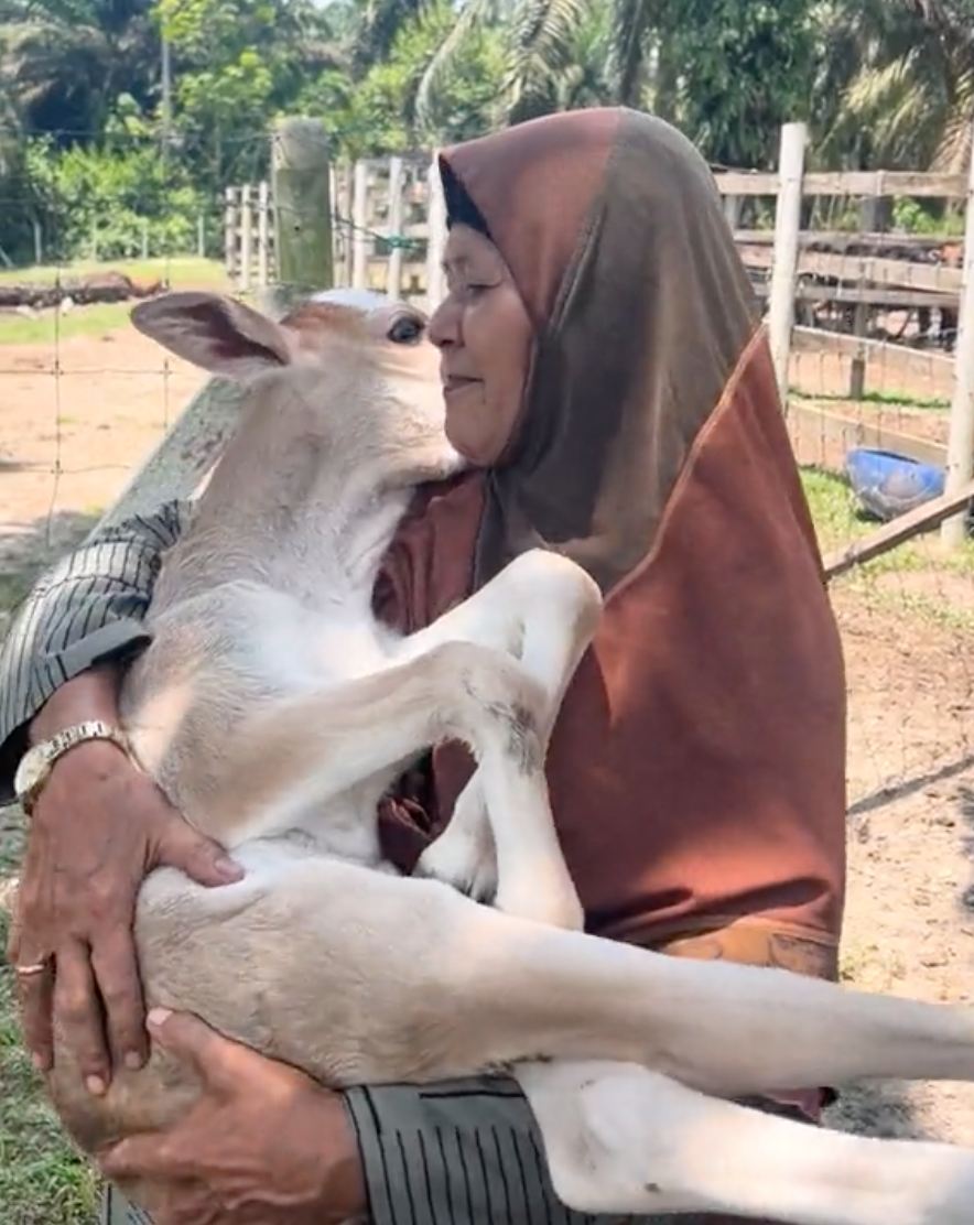 anak lembu didukung