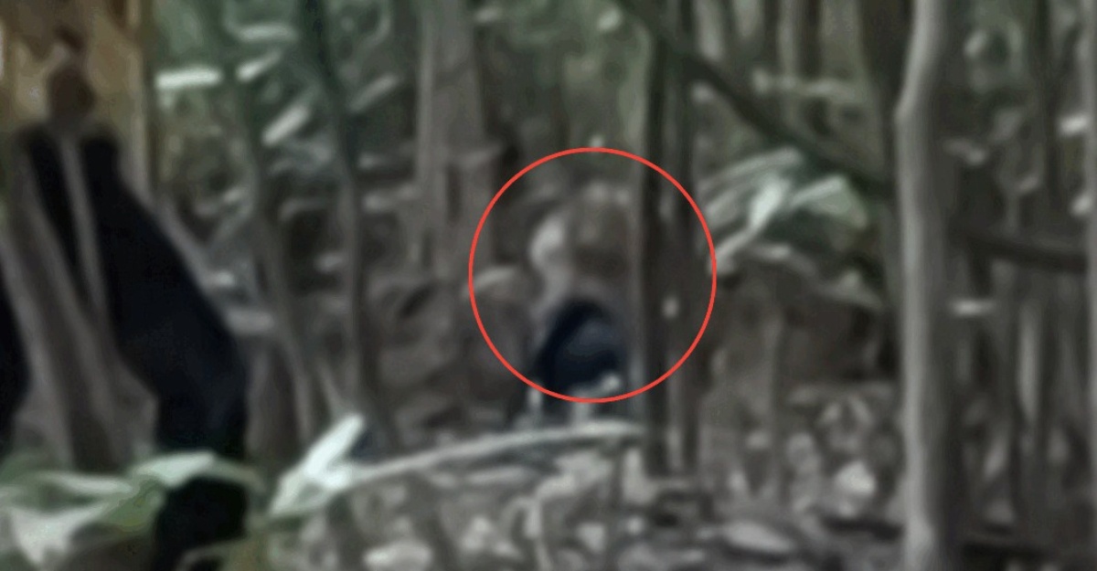 muka pemancing harimau