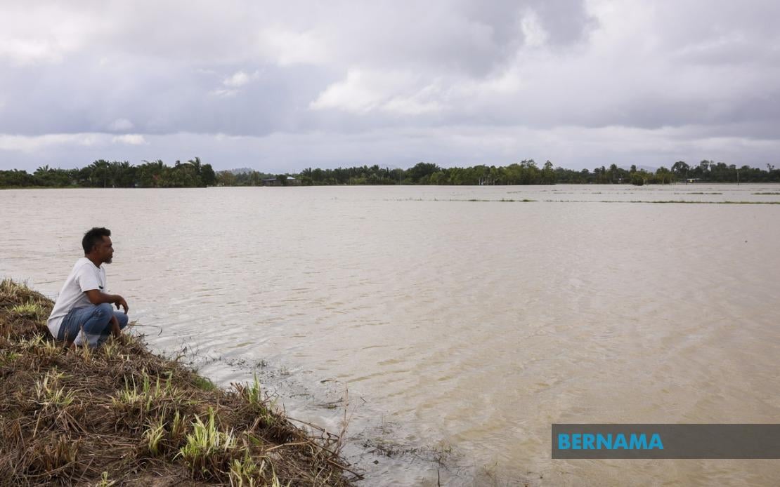 Skim Takaful Tanaman Padi