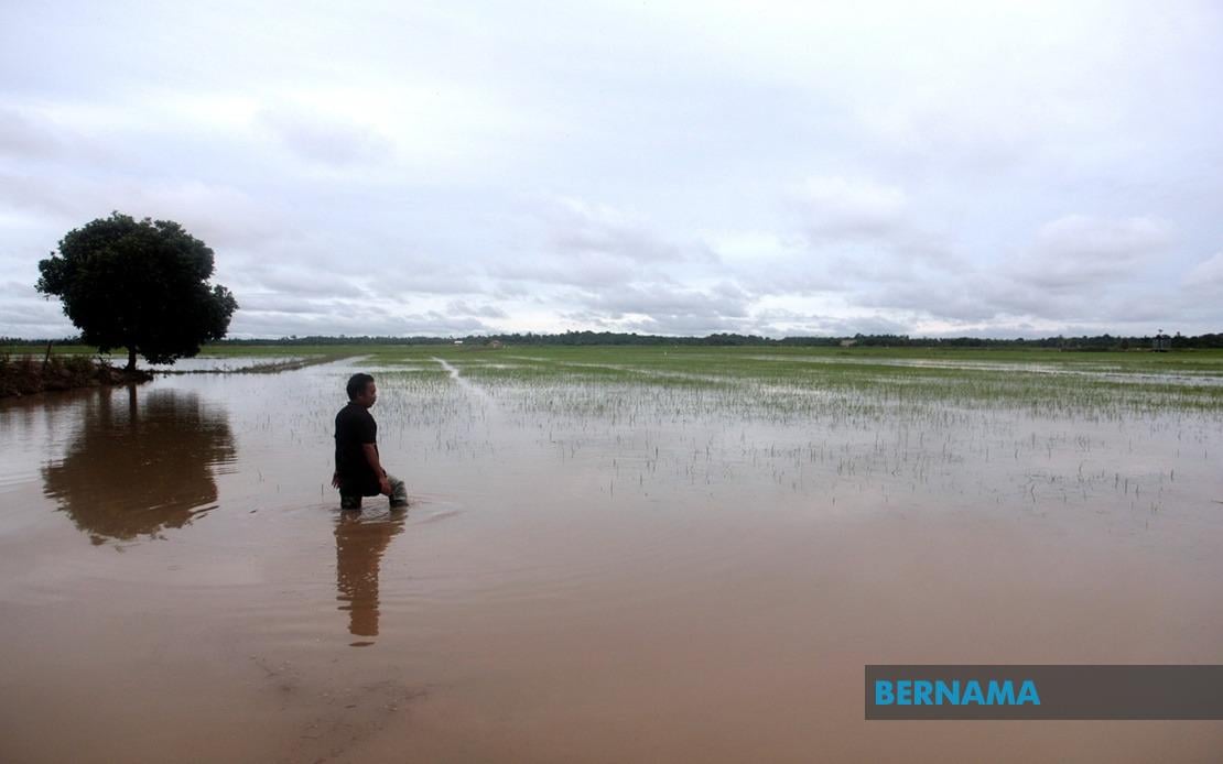 Skim Takaful Tanaman Padi