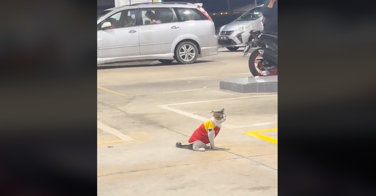 Kucing Pakai Uniform