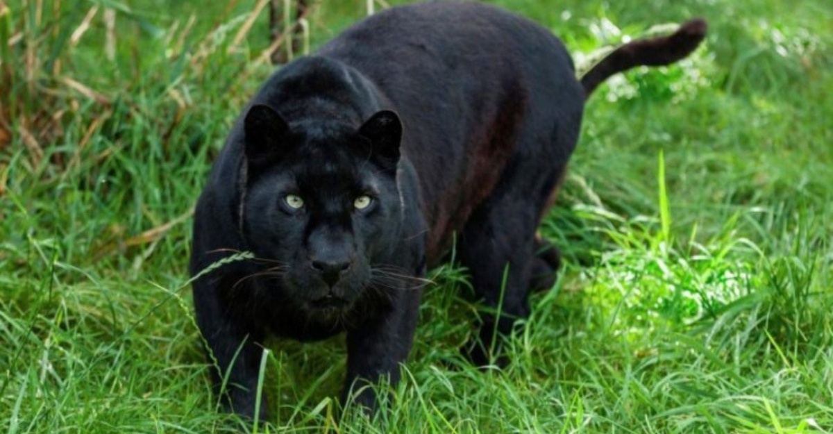 Kambing Dibaham Harimau Kumbang