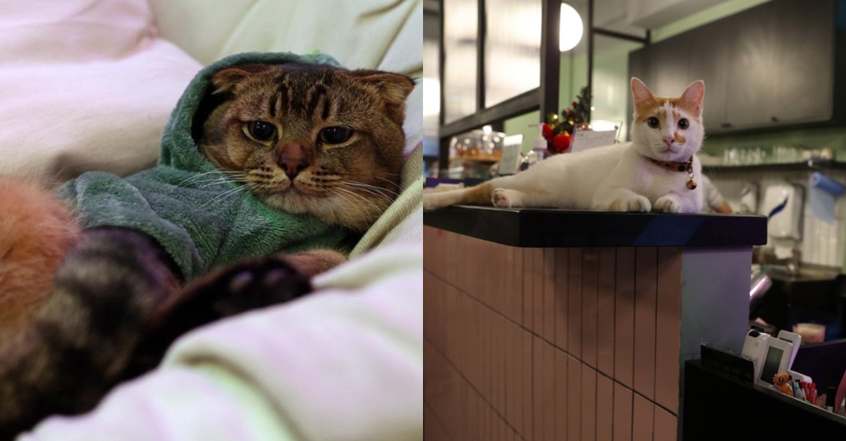 kucing dah pupus