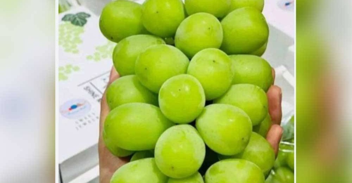KPKM Anggur Shine Muscat