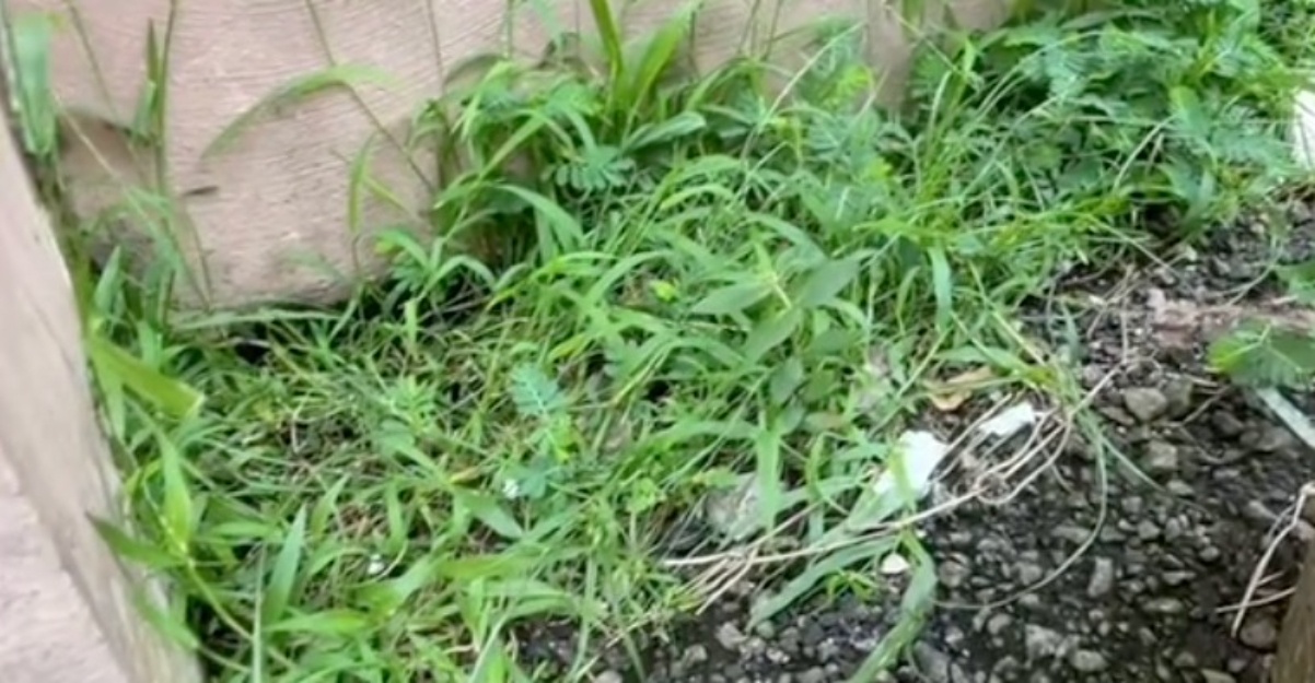 Matikan Rumput Liar