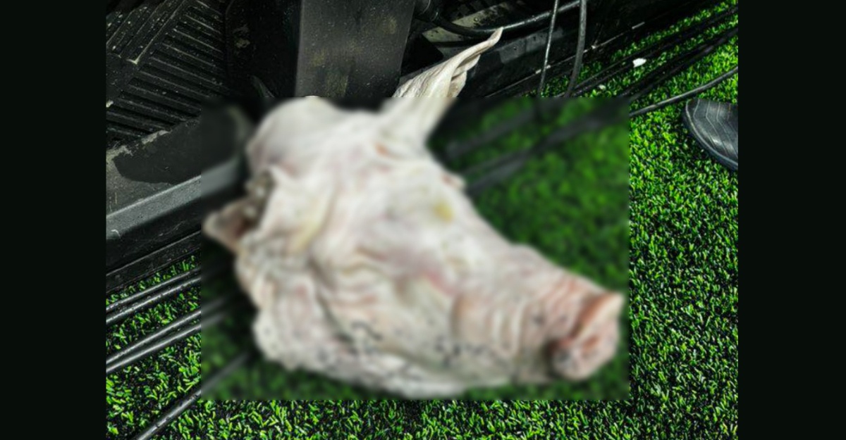 Kepala Babi Perlawanan Corinthians-Palmeiras