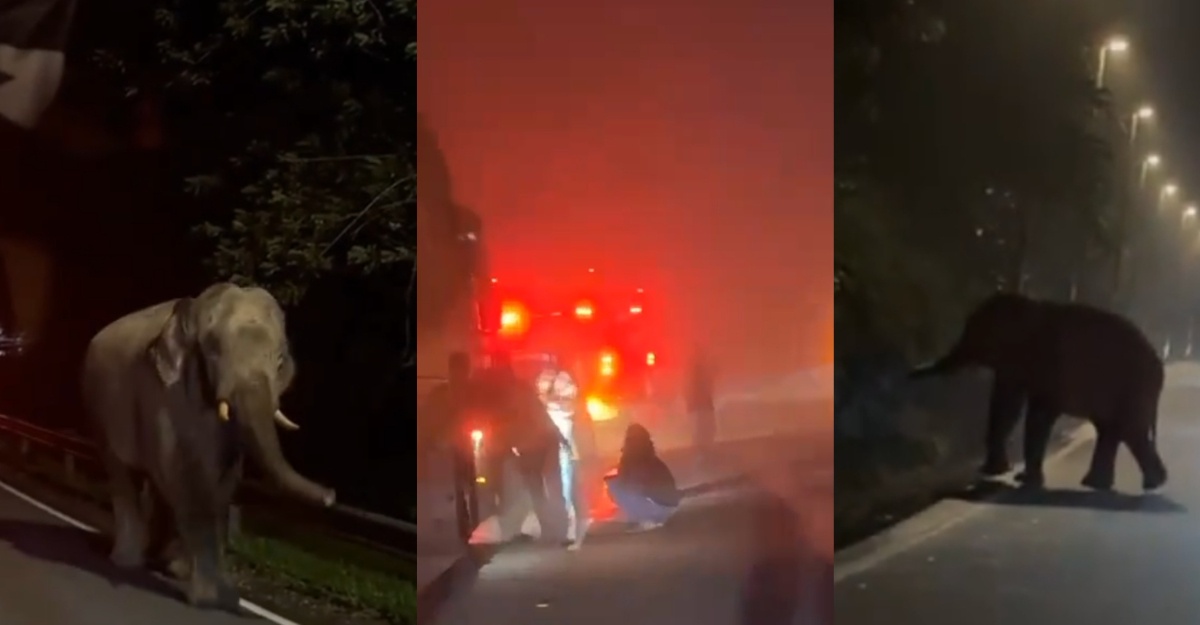 30 gajah main tengah jalan