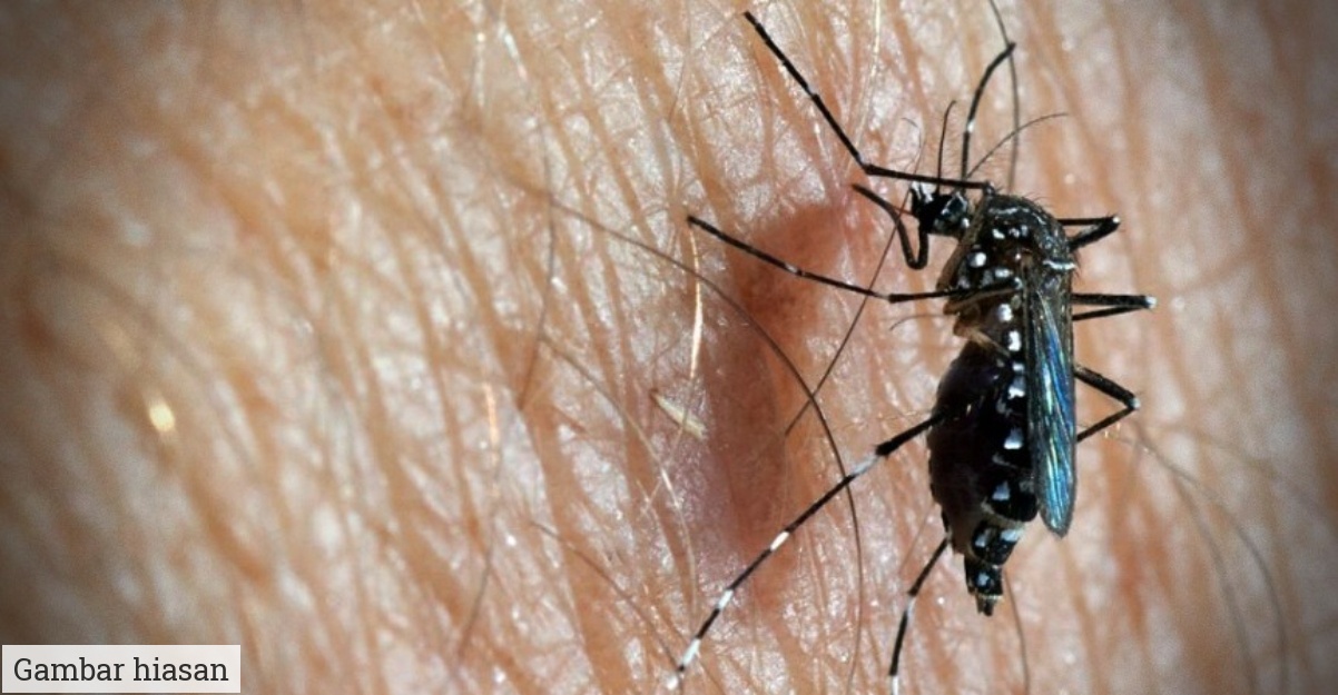 cara halau nyamuk
