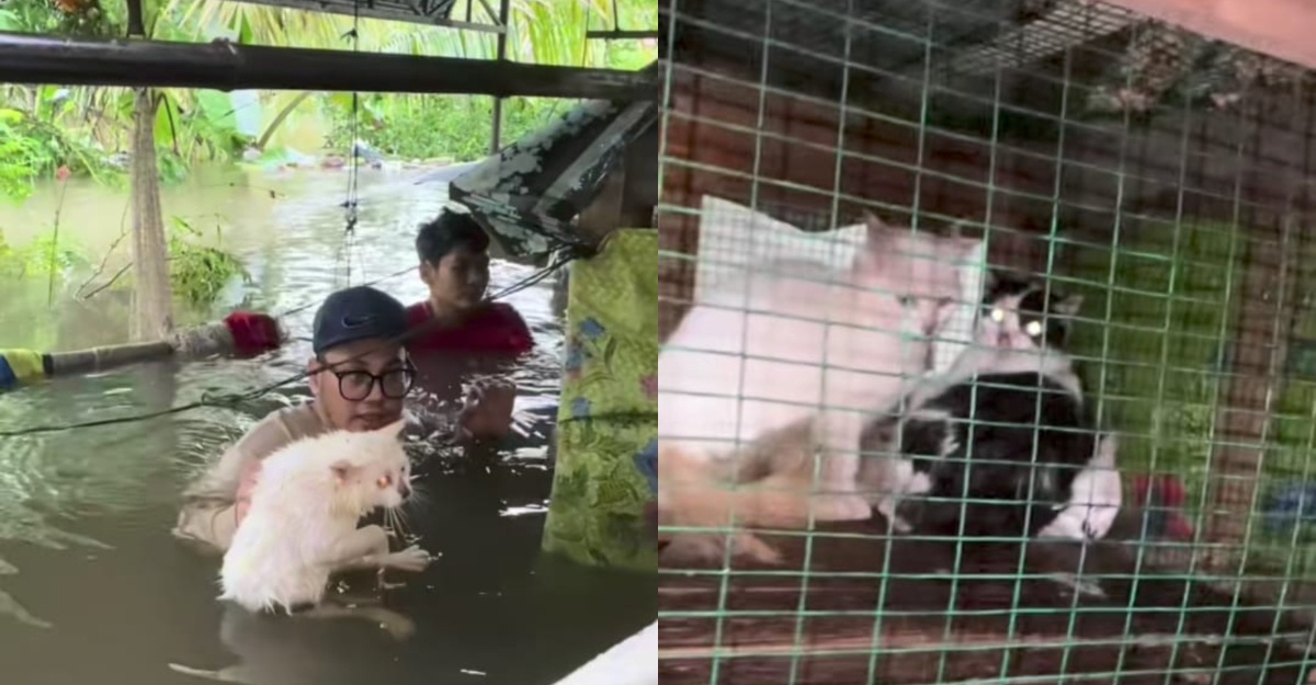Kucing Semasa Banjir