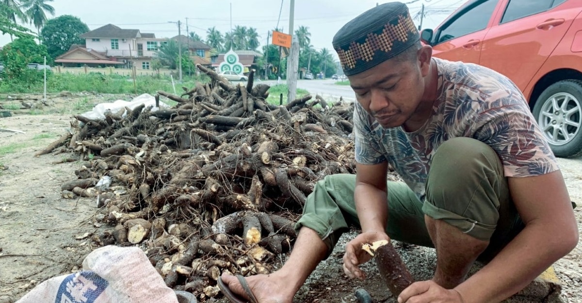 Jual 200 Kg Ubi Kayu