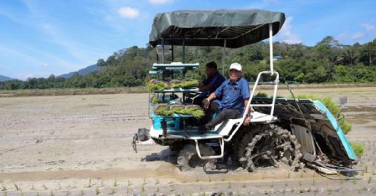 tanah terbiar tanaman padi