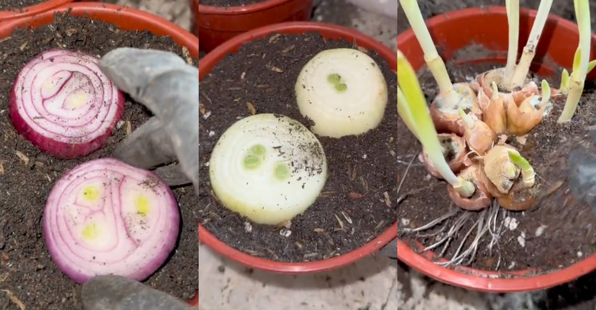 Cara mudah tanam bawang