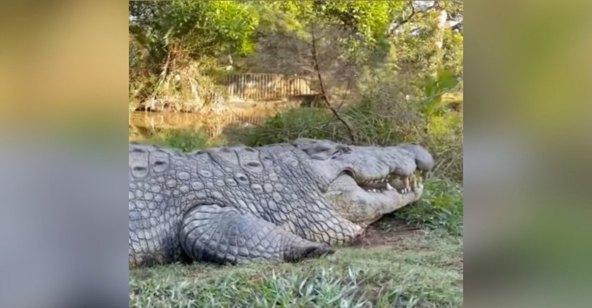 buaya tertua di dunia