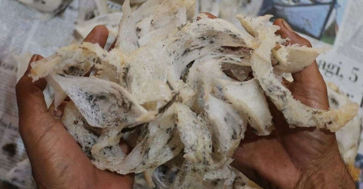 sarang burung walet china