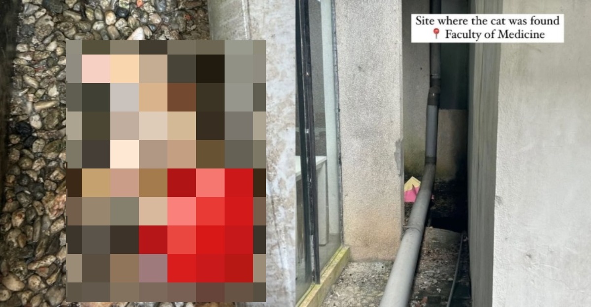 Kes Kucing Mati Di UM