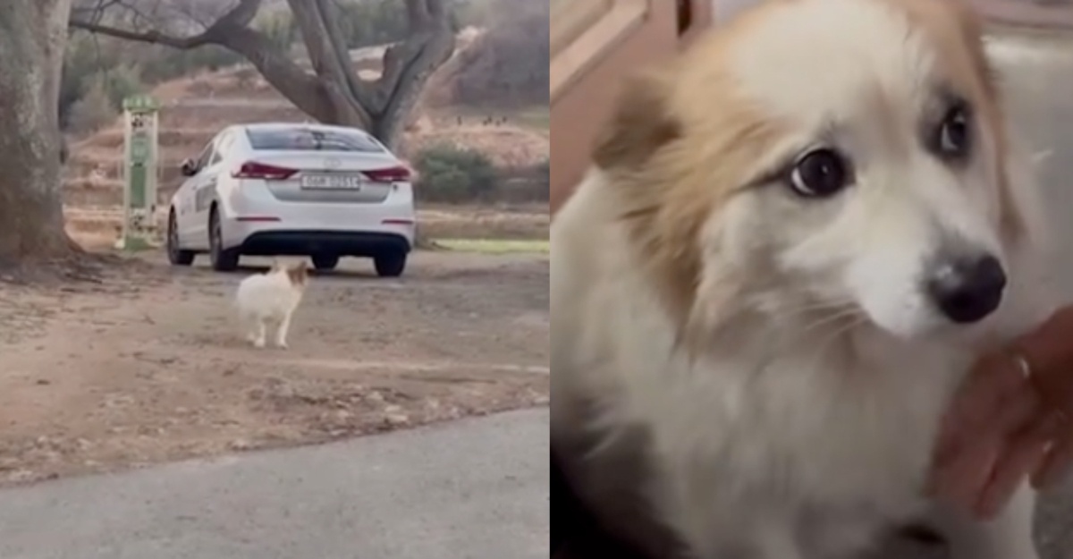 anjing tunggu tuan jeju air