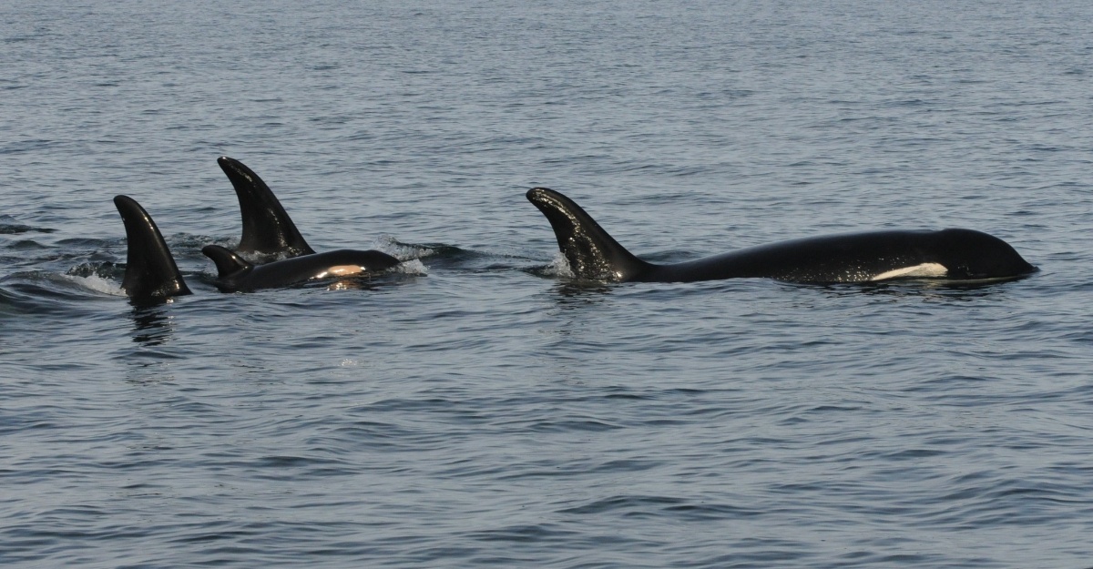 orca usung bangkai anak