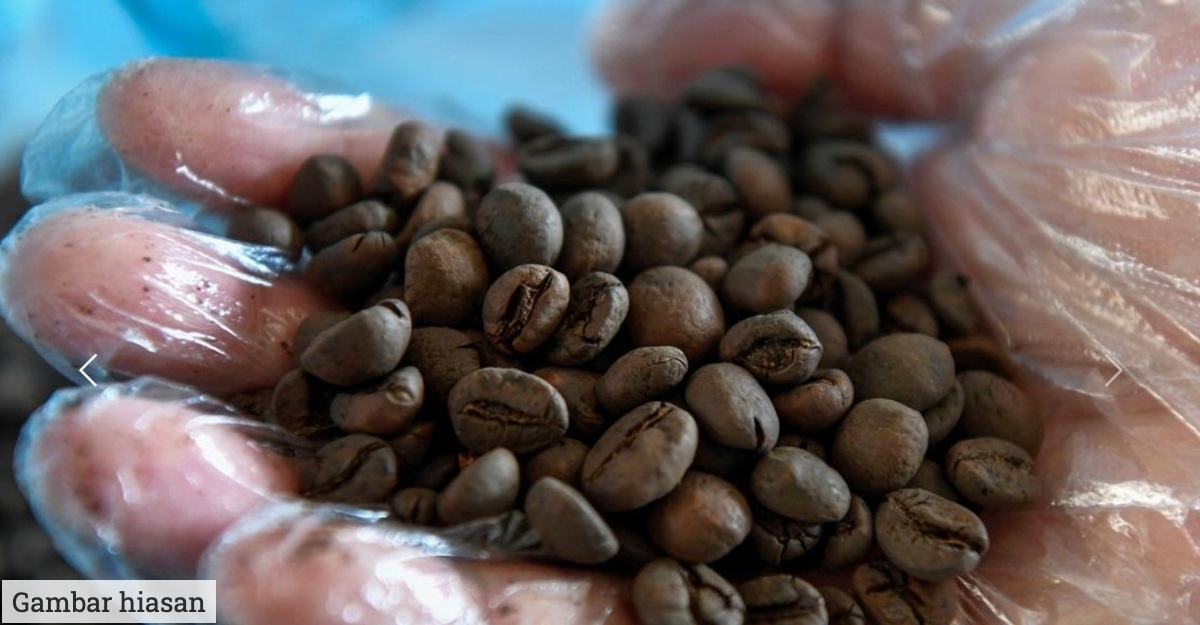 Harga biji kopi tertinggi